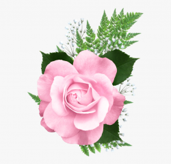 Pink Rose Png, Pink Roses, Flower Clipart, Pretty Flowers ...