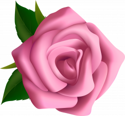 HD Large Pink Rose Blumen Pink Roses Clip Clipart - Flower ...