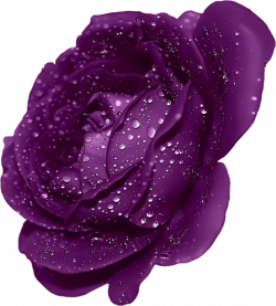 Purple Rose With Dew Clipart | ClipArt | Pinterest | Purple roses ...