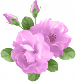 Pink Roses Transparent PNG Clip Art | Clip Art | Pinterest | Pink ...