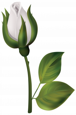 White Rose Bud PNG Clipart - Best WEB Clipart