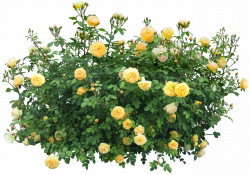 Shrub Flower Rose Clip art - tree png 2700*1900 transprent Png Free ...