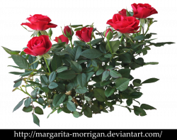shrub roses by margarita-morrigan on DeviantArt | K - KYTIČKY - TUBY ...