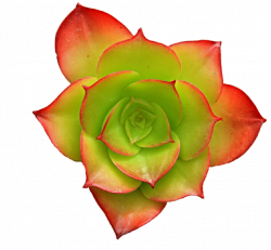 Coral and Lime Succulent Rose by jeanicebartzen27 on DeviantArt
