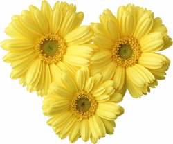 Yellow Gerbers Daisy PNG Picture | Gallery Yopriceville - High ...