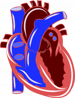 Clipart - Colorful Realistic Heart Illustration