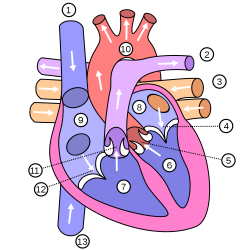 Show me a diagram of the human heart? Here are a bunch ...