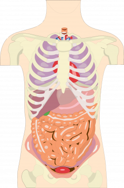 Clipart - Human Organs Torso