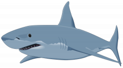 Shark PNG Clipart Image - Best WEB Clipart