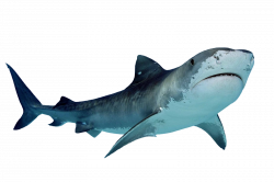 Tiger shark Clip art - BABY SHARK 1600*1066 transprent Png Free ...