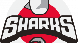 Sharks Basketball Team Logo | Skillshare Projects