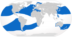 File:Cypron-Range Cetorhinus maximus.svg - Wikimedia Commons
