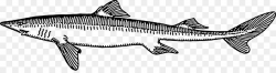 Shark Cartoon clipart - Fish, transparent clip art