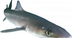 HD Spiny Dogfish Shark Png , Png Download - Dogfish Png ...