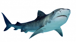 Collection of 14 free Elasmobranch clipart shark fish. Download on ...