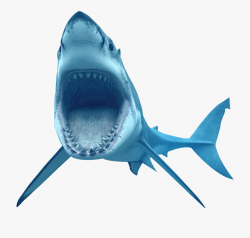 Bull Shark Clipart Transparent Background - Great White ...