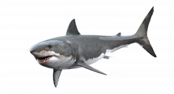 Gummy shark Great white shark Tiger shark Clip art - sharks ...