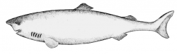 Free Greenland Shark Clipart - Clip Art Image 1 of 1