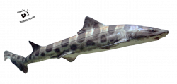 Cut-out stock PNG 106 - leopard shark by Momotte2stocks on DeviantArt