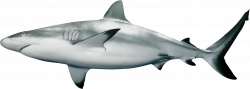 Mako Shark Clipart reef shark - Free Clipart on Dumielauxepices.net