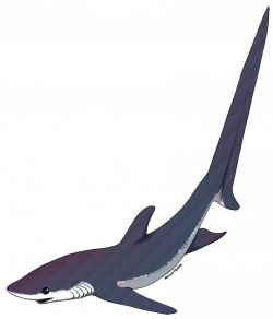 Thresher Shark Drawing at GetDrawings.com | Free for personal use ...