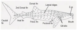 Physiology & anatomy of the whale sharks in Cancun | EcoColors Tours