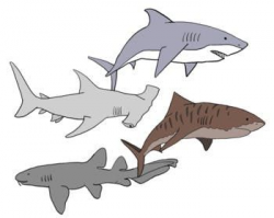 Shark Clip Art | TPT Products | Shark drawing, Shark, Clip art