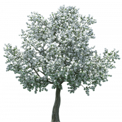 realistic blossom tree png - Free PNG Images | TOPpng