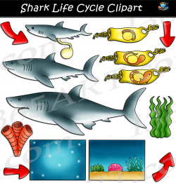 Shark Life Cycle Clipart Set Download