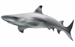 Great white shark Clip art - Shark material 7000*4399 transprent Png ...