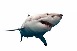 shark swimming png - Free PNG Images | TOPpng