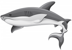 grey shark png - Free PNG Images | TOPpng