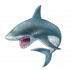 Collection of 14 free Elasmobranchiate clipart png. Download on ubiSafe