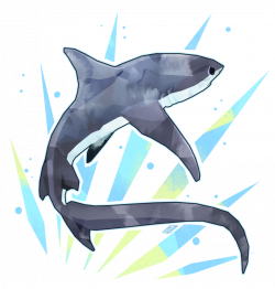 Pin by thomas dutilleul on animaux | Pinterest | Thresher shark ...