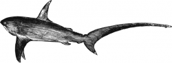 Thresher Shark | ClipArt ETC