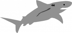 Shark | Free Stock Photo | Illustration of a shark | # 4437