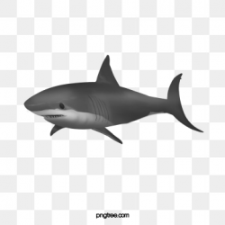 Shark Png, Vector, PSD, and Clipart With Transparent ...