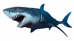 Shark transparent PNG - StickPNG
