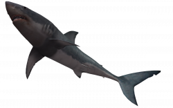 Bull shark Great white shark Clip art - Underwater World 3d 1200*749 ...