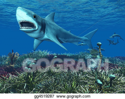 Drawing - Great white shark. Clipart Drawing gg4519287 - GoGraph