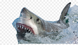 Great White Shark Background clipart - Fish, Mouth, Wildlife ...