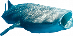 Swim With Whale Sharks, Exmouth Whale Shark Tours in Ningaloo