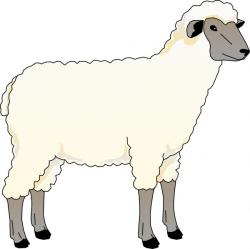 Sheep Ewe clip art Free vector in Open office drawing svg ( .svg ...
