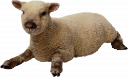 Download SHEEP Free PNG transparent image and clipart