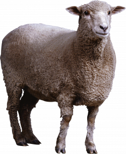 Sheep. Mouton cutout | Datebase | Pinterest | Animal