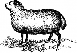Sheep (Ewe) | ClipArt ETC