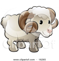 Adorable White Male Sheep, A Ram, With Brown Curly Horns ...