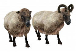sheep PNG | Animal PNG | Pinterest | Animal