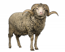Sheep Art Clip #23156 - Free Icons and PNG Backgrounds