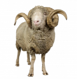 sheep PNG | Farm animals | Pinterest | Animal
